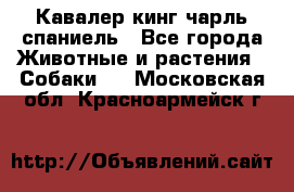 Кавалер кинг чарль спаниель - Все города Животные и растения » Собаки   . Московская обл.,Красноармейск г.